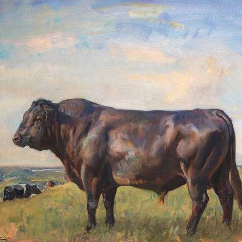 Aberdeen Angus Bull