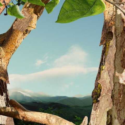 Treetop, 2012, Digital C-Type print