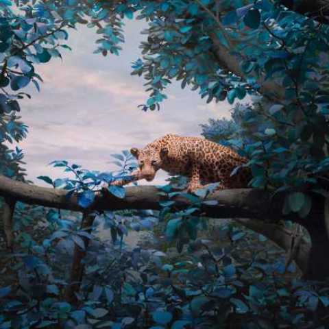 Jaguar by Jim Naughten