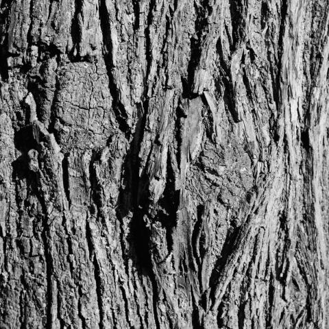 A black and white photograph showing the close up of a tree trunk. In the centre, the wood is scarred and knotted.