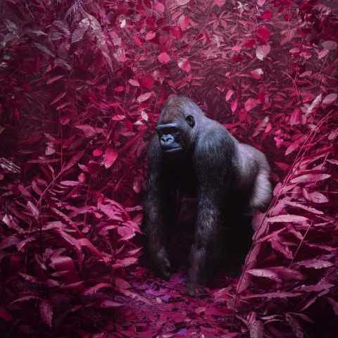 Jim Naughten, Gorilla. C-Type. Courtesy of the artist and Grove Square Galleries.