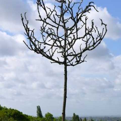 'Tree of Life' by Jill Berelowitz