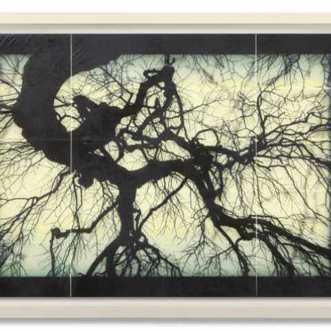 Photographic artwork of a tree silhouetted on a transparent green background
