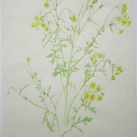 Ragwort
