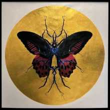 Maxim 'Therapy Gold' 