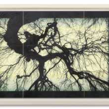 Photographic artwork of a tree silhouetted on a transparent green background